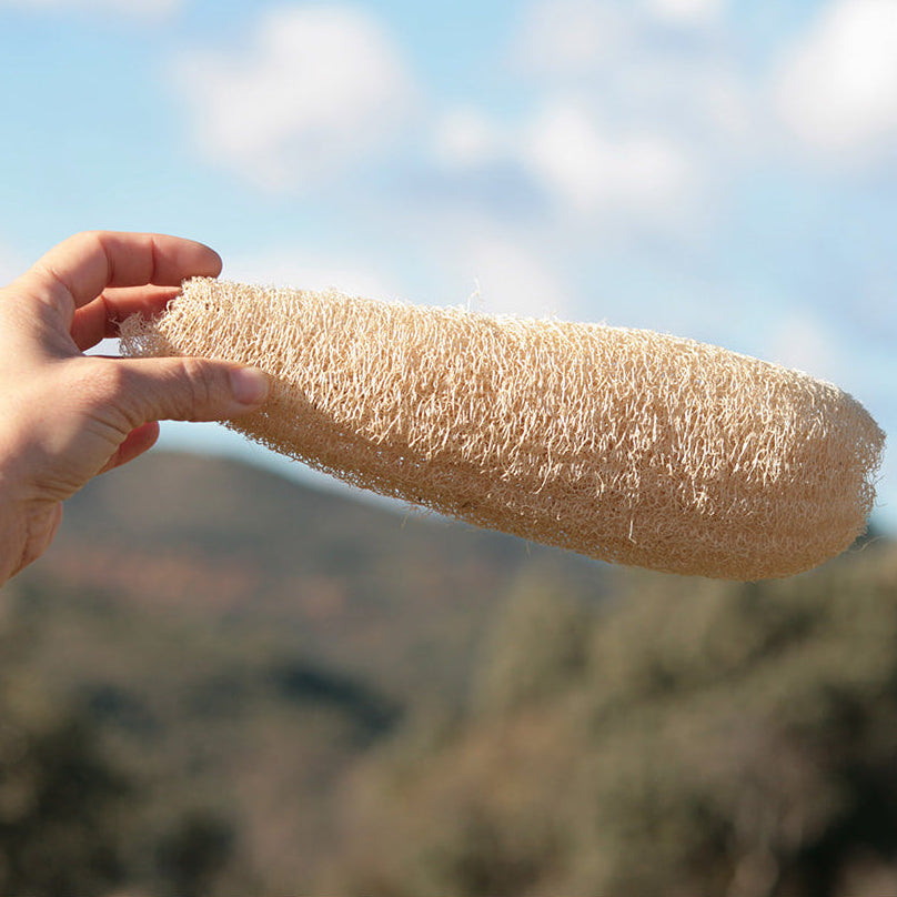 Luffa